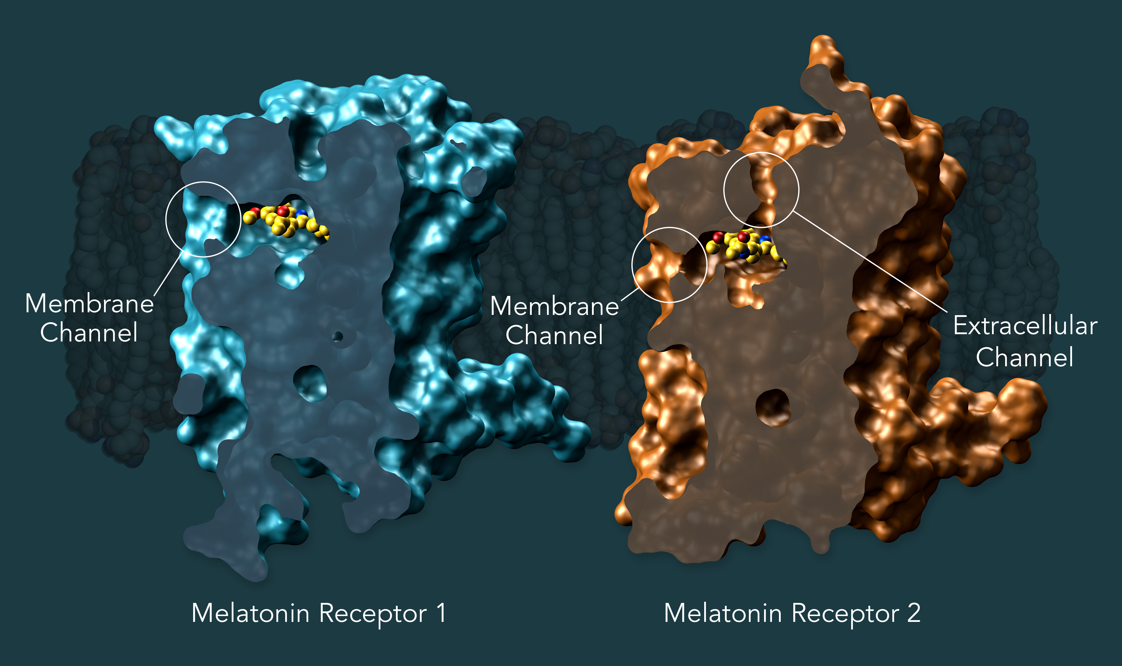 Melatonin Receptors