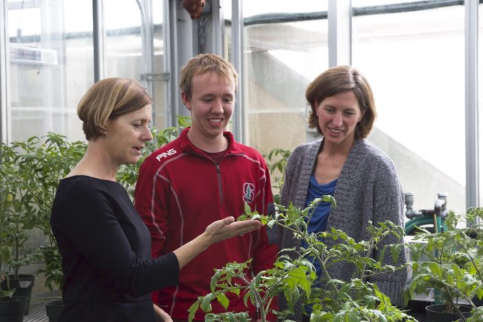 Stanford researchers admire engineered tomato plants.