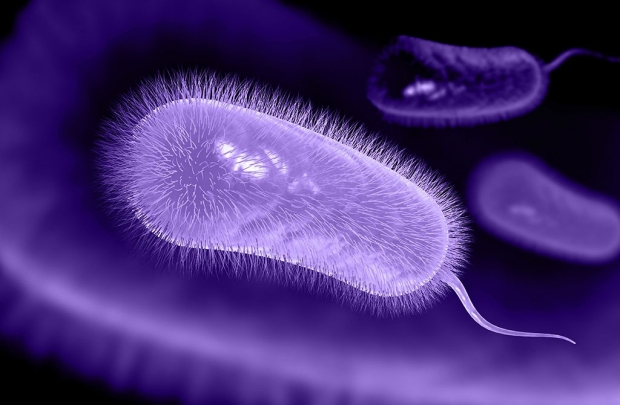 Helicobacter pylori bacteria