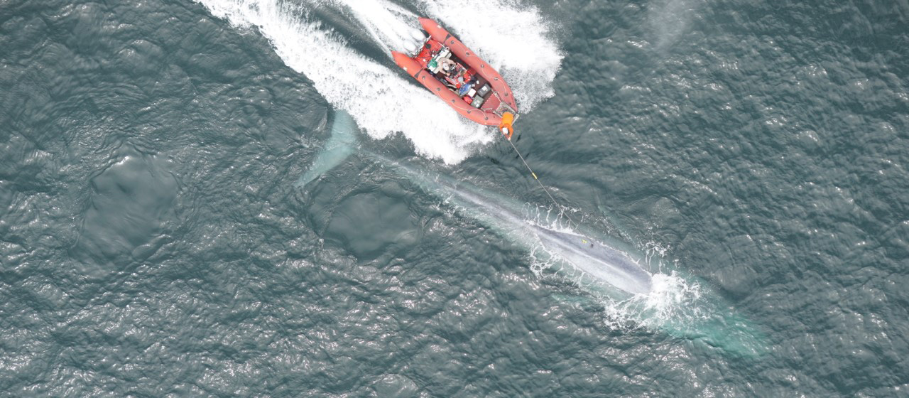 Researchers in a boat tag a blue whale.