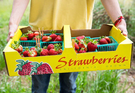 Carton of strawberries getting carried at a farm