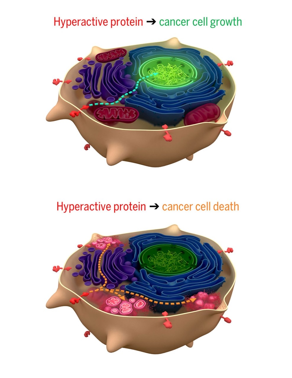 An illustration of cancer cells.