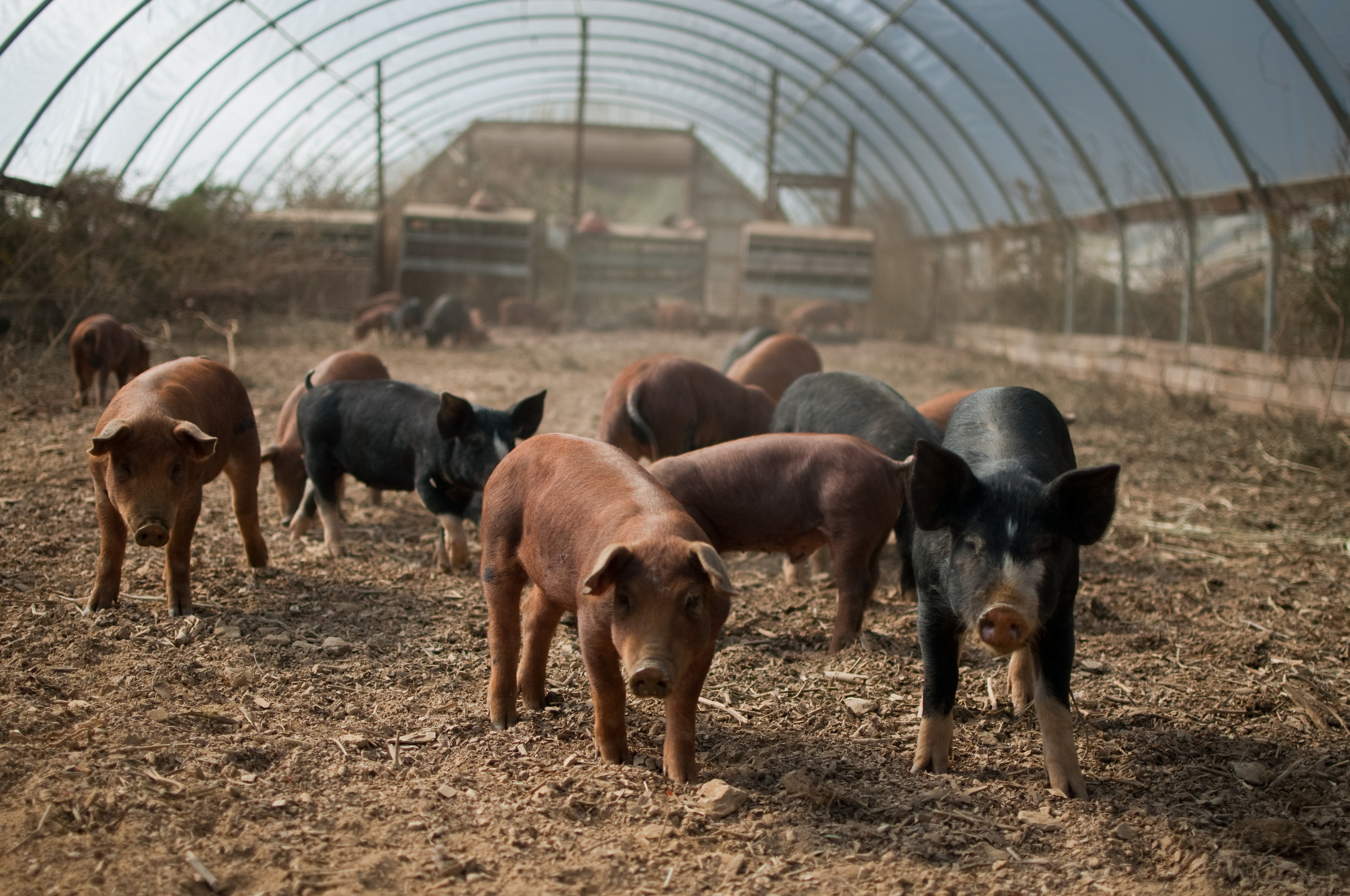 livestock
