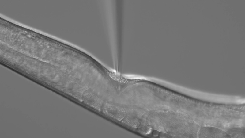 gene editing injection