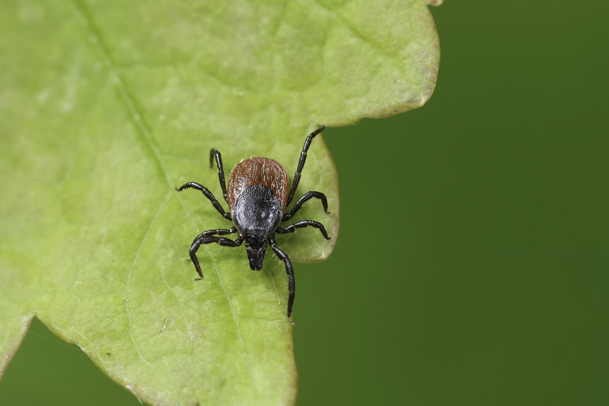 Tick crawling on a tree leaf