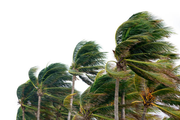Tree leaves in the wind and rainfall of a tropical storm