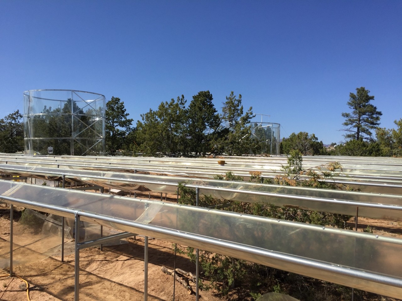 Trees at the Los Alamos Survival-Mortality experiment site.
