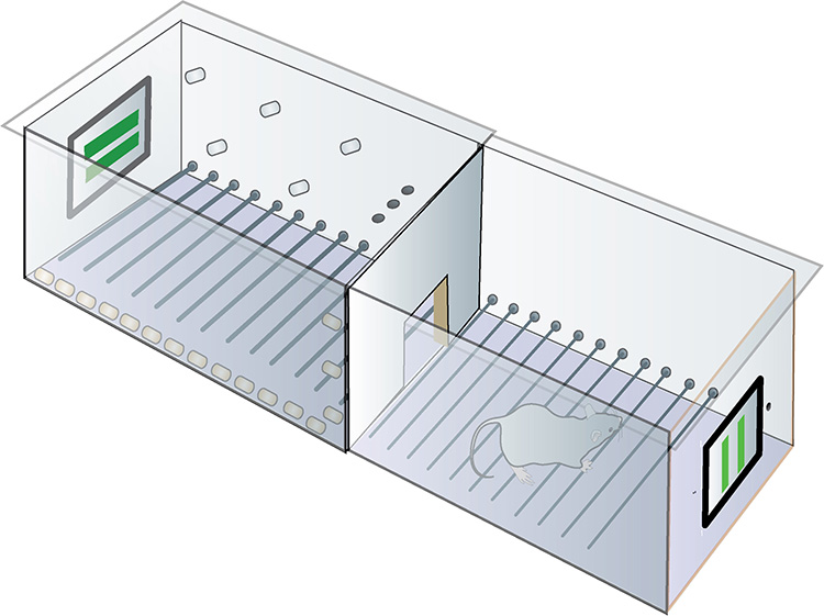 Diagram showing how mice were trained.
