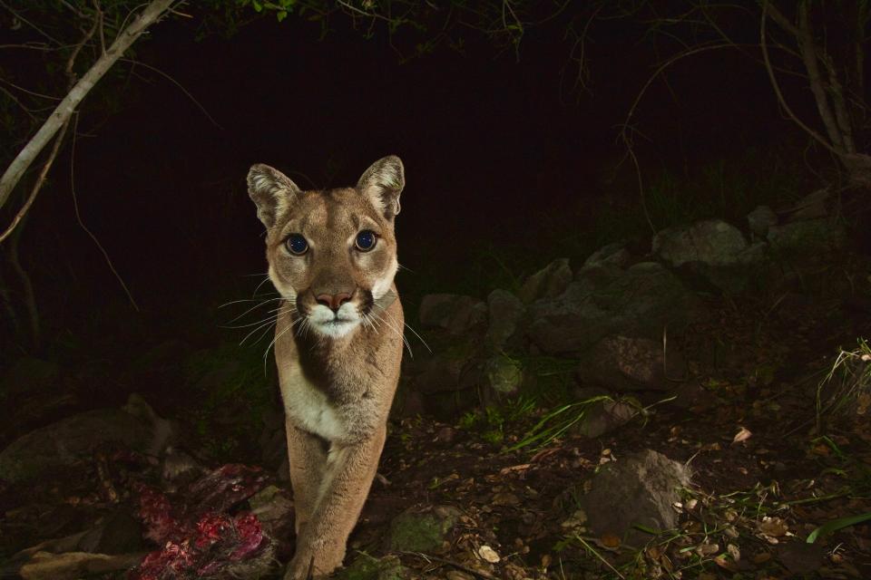 Mountain Lion walks toward camera.