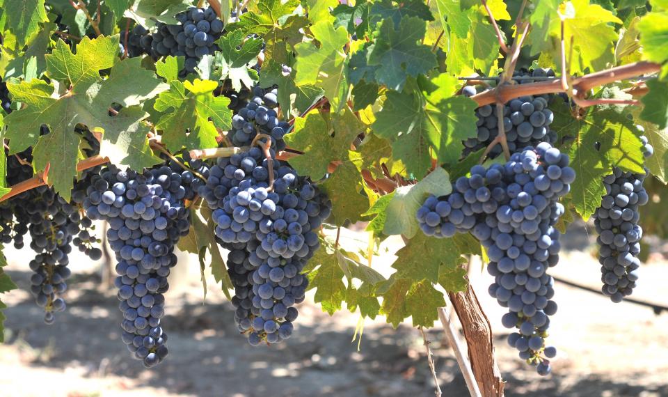 Grapes hang from a vine
