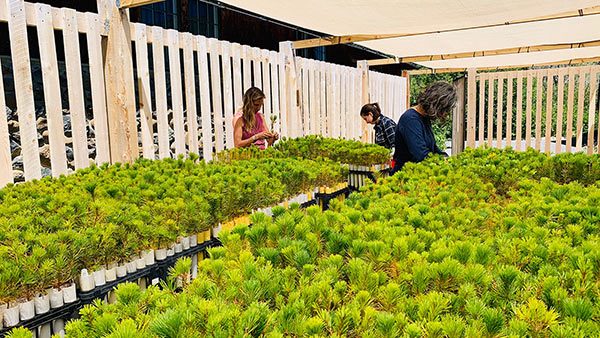 Women working with pine seedlings.