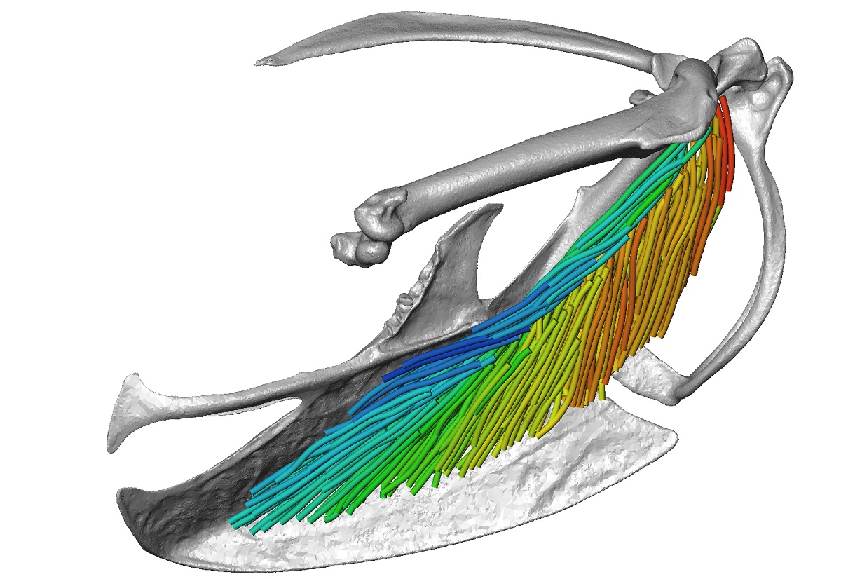 3-D model