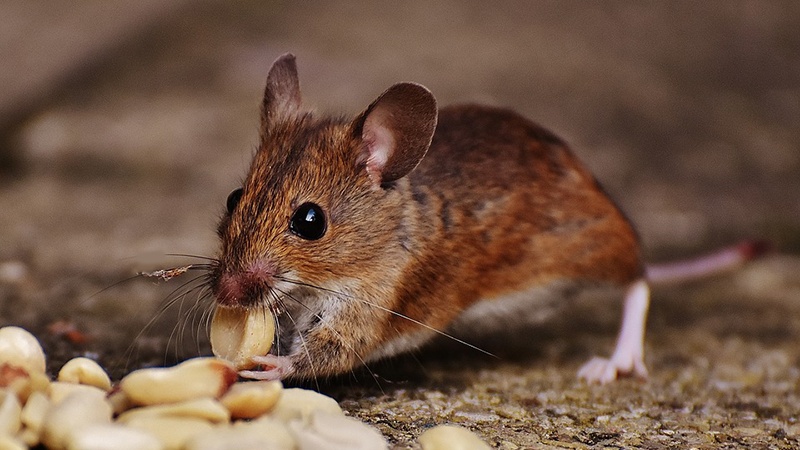 A mouse eats a nut.