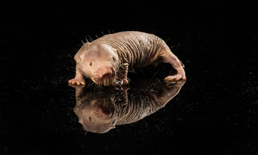 A naked mole rat poses.