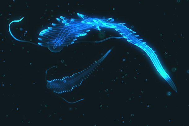 The bioluminescent Topanga assay