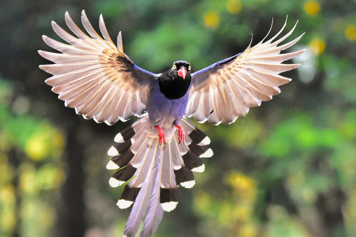 A Taiwan blue magpie in flight.
