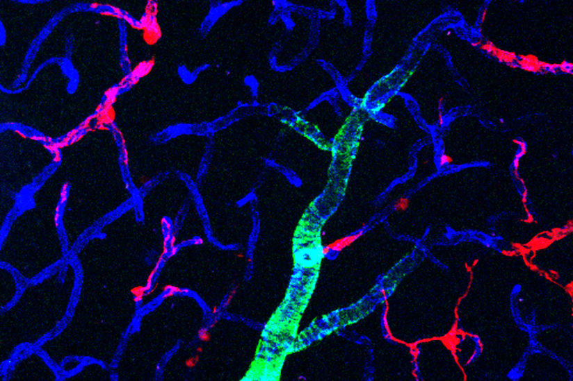 Scan of capillaries showing pericytes