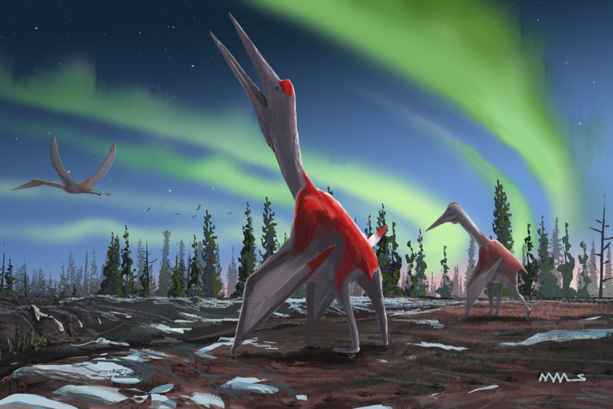 Artist's illustration of a new species of pterosaur