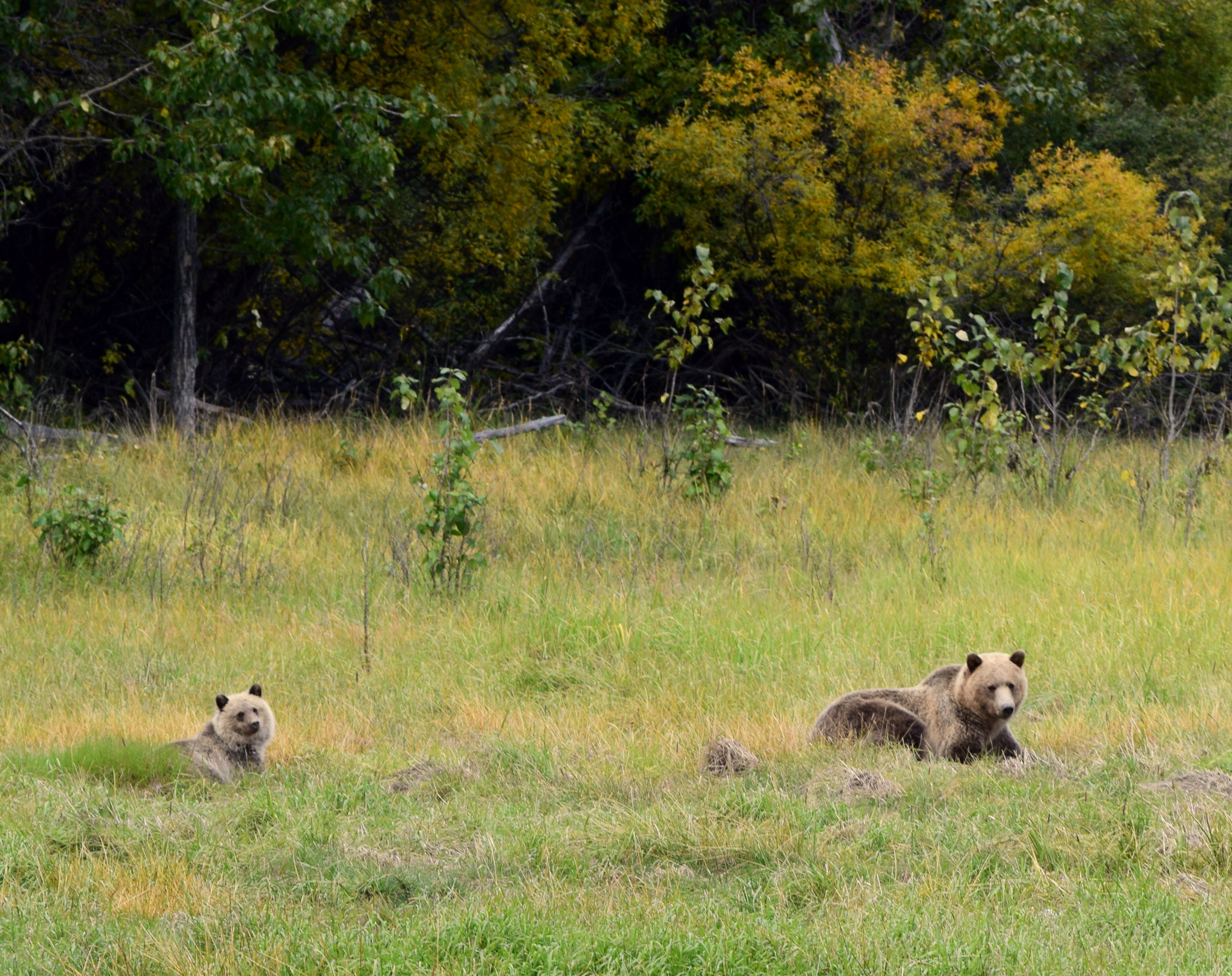 A female grizzly bear sits with her cub