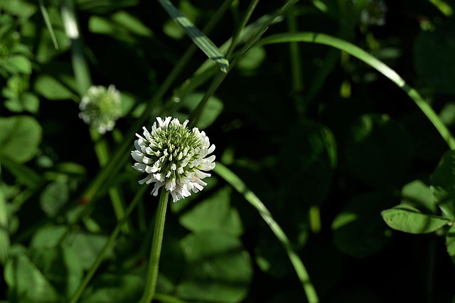 White clover surrounded by greenery