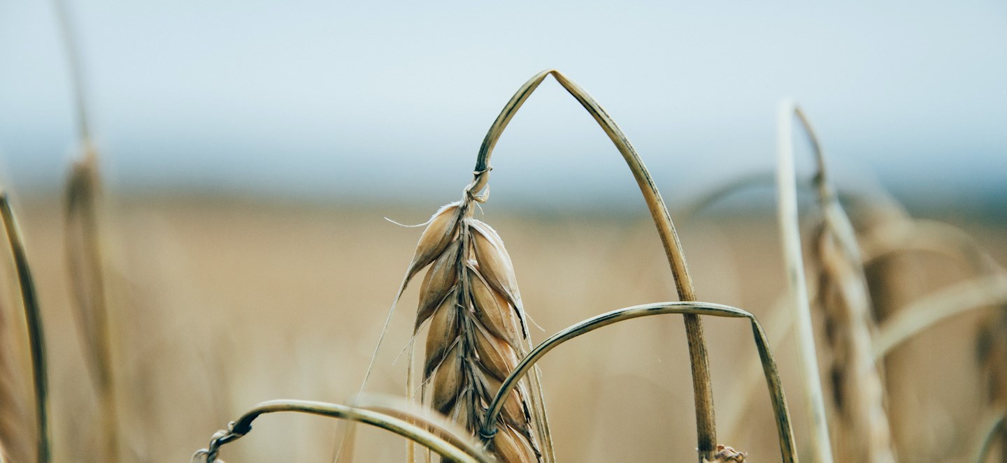 Wheat closeup