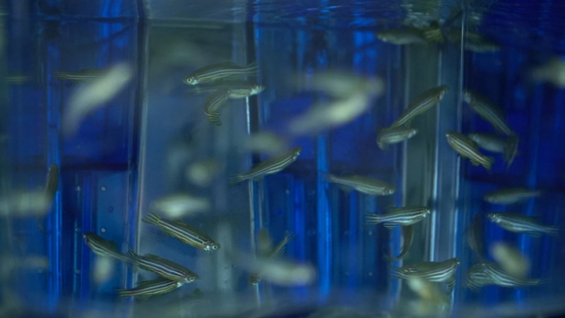 zebra fish