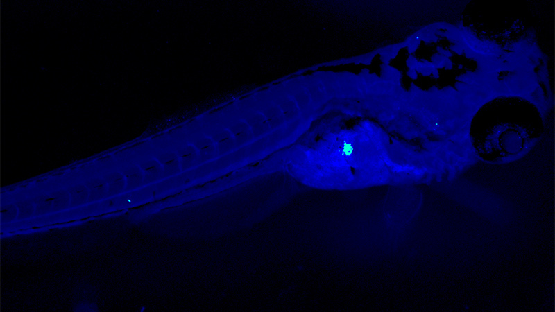 zebrafish used for type 1 diabetes research