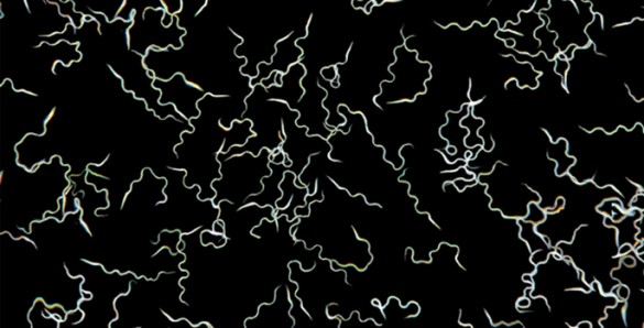 Photomicrograph of the sperm of a mosquito magnified 50 times