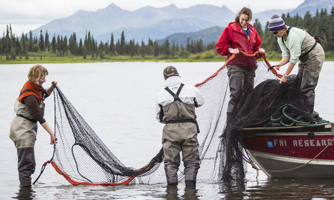 Sarah Schooler and UW staff and students throw out a fishing net in Lake Aleknagik.