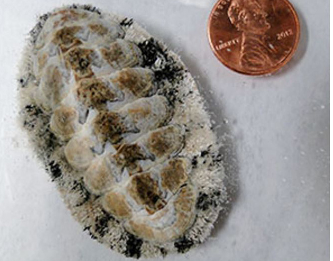 Chiton next to penny
