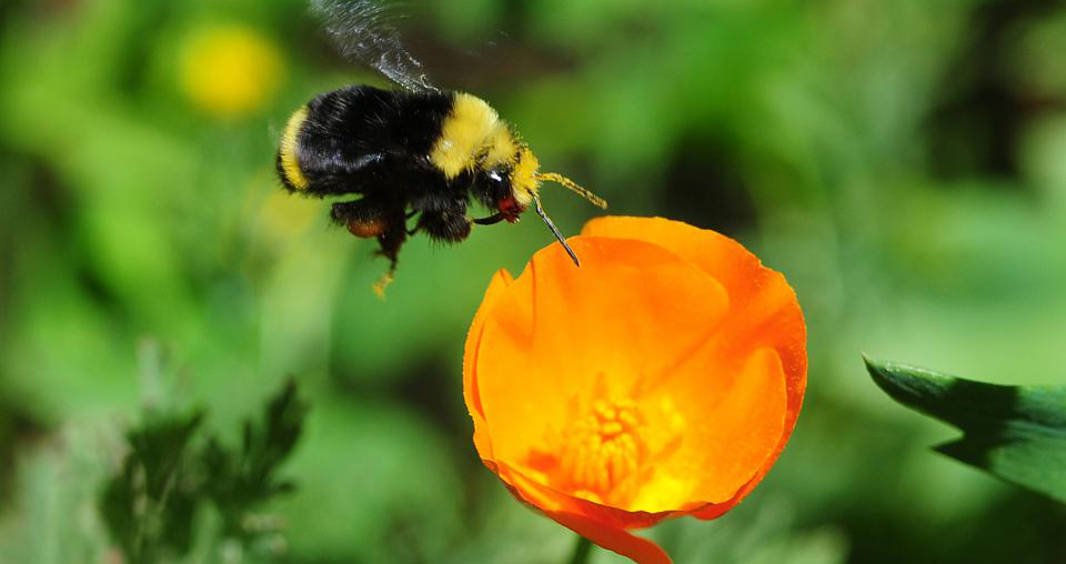 Bumblebee at flower