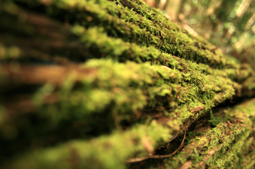 fungus on fallen tree