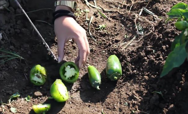 Students Breeding a Better Organic Popper Pepper