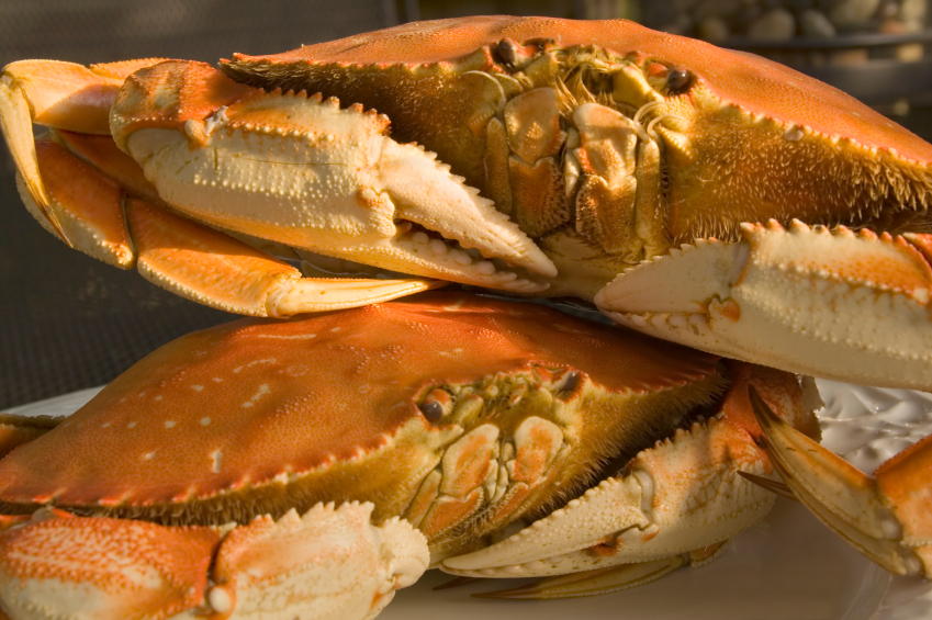 Dungeness Crabs