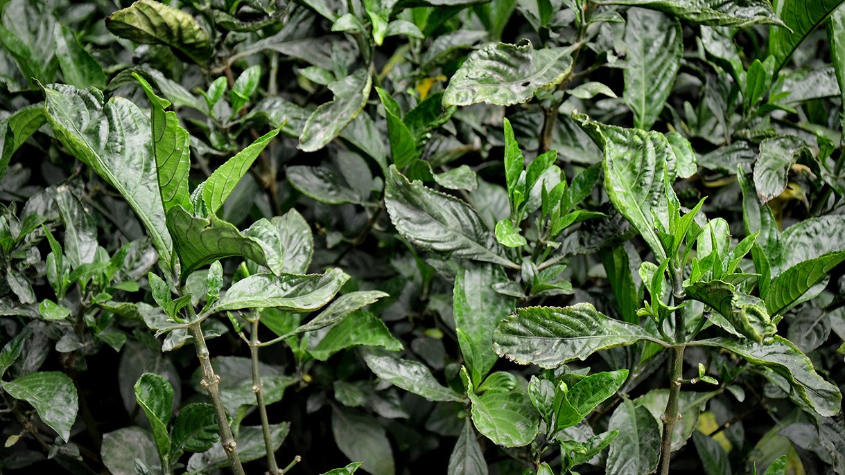 Drug form of traditional Chinese medicine compound improved survival of mice with brain tumors; Indirubin is a natural product present in indigo plants and the active ingredient of the traditional Chinese medicine Dang Gui Long Hui Wan, which is used to treat chronic diseases.