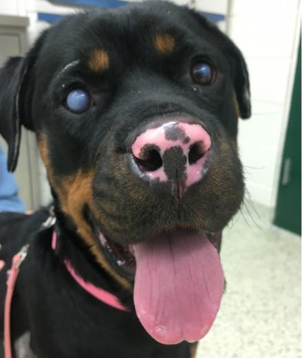 Stella the rottweiler.