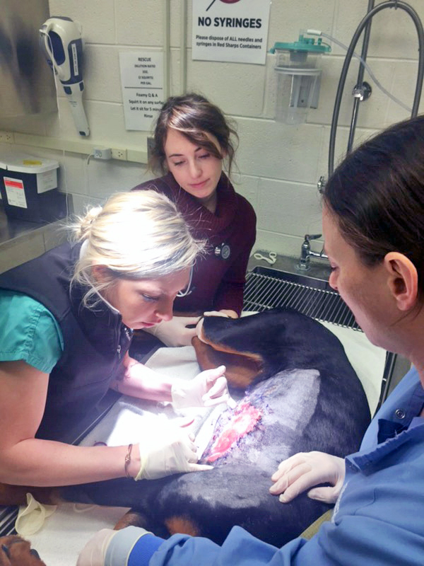 Veterinarians treat Stella's burns.