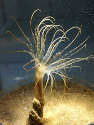 Sea Anemone