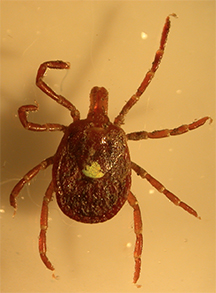 A Lone Star Tick.