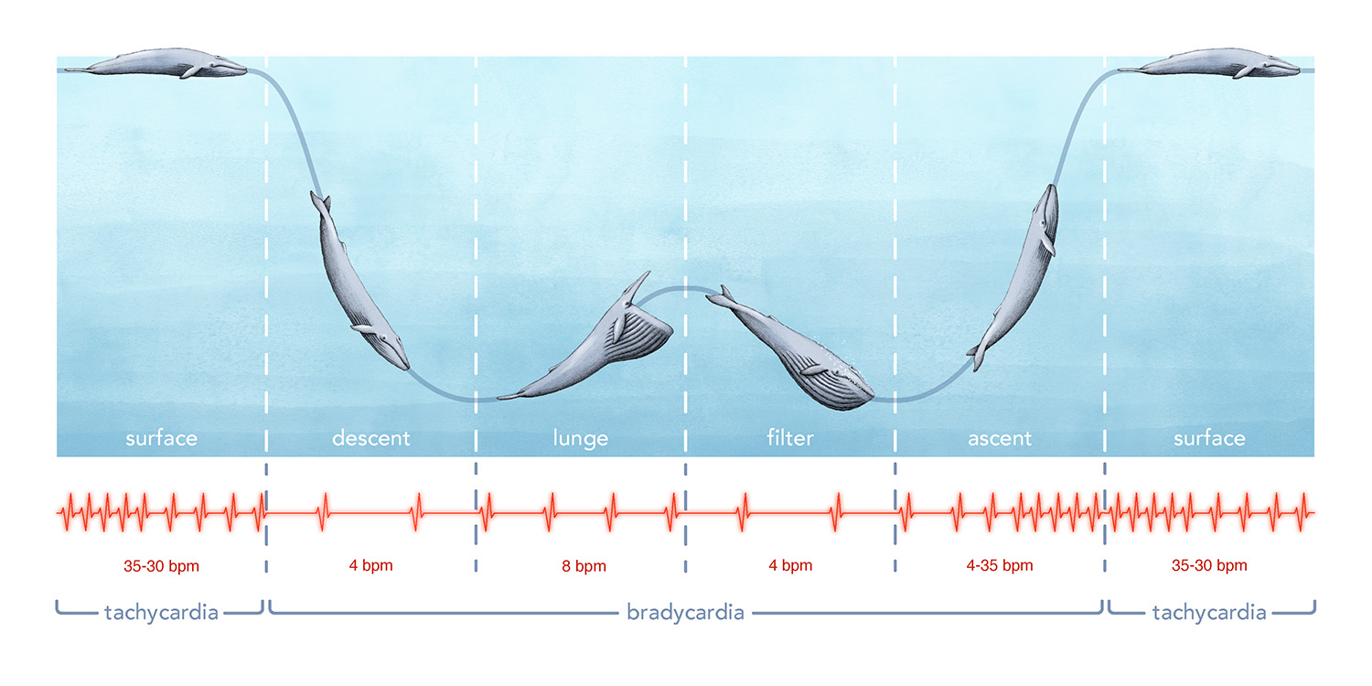 An illustration of a whales descent.