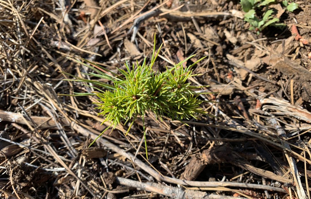 ucd-pine2.jpg