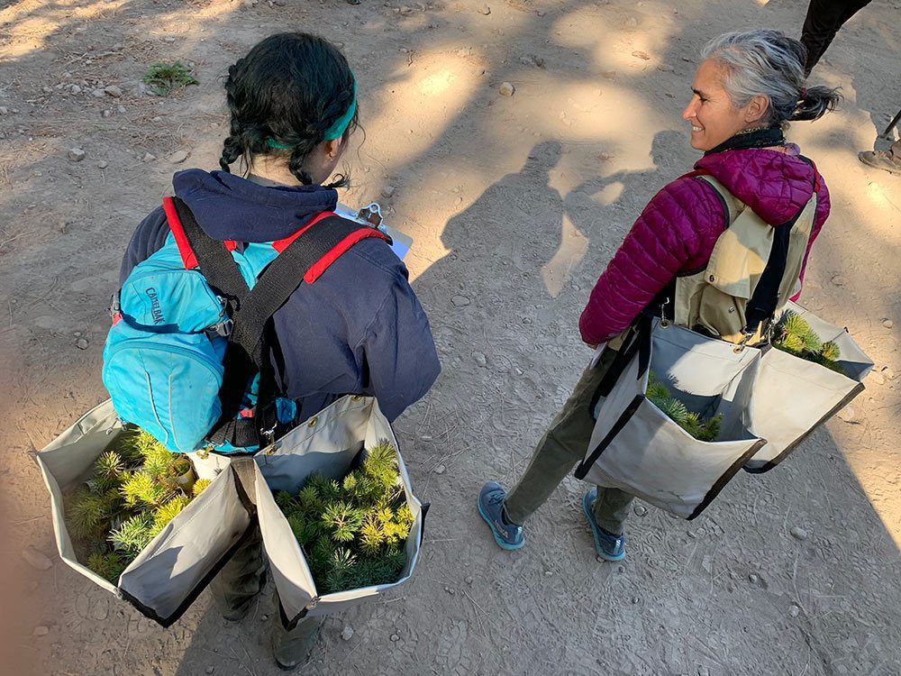 Researchers carry pine seedlings.