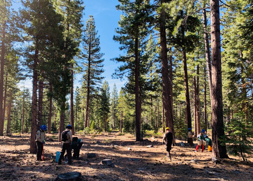 Researchers plant pine seedlings.