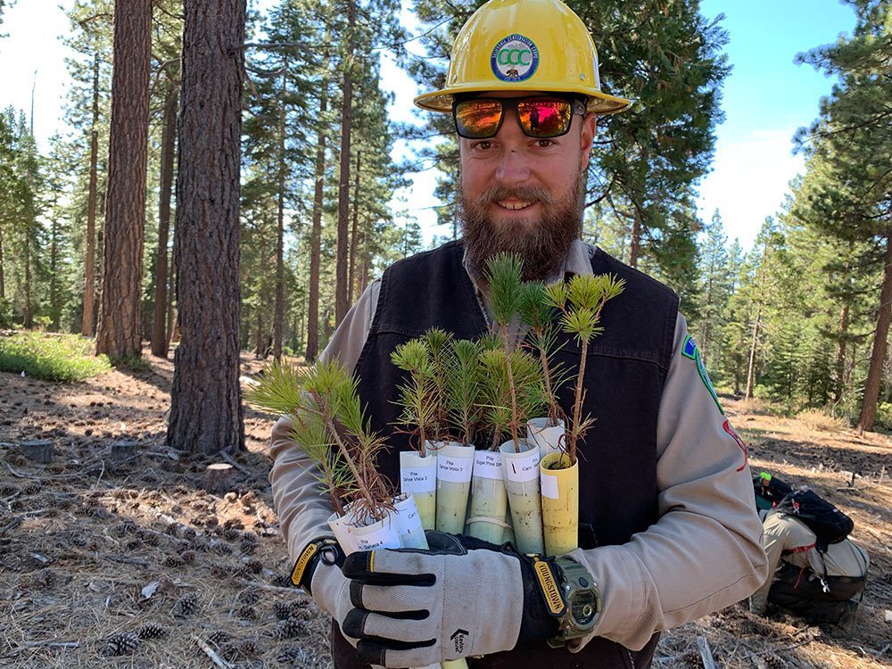 A researcher holds pine seedlings.