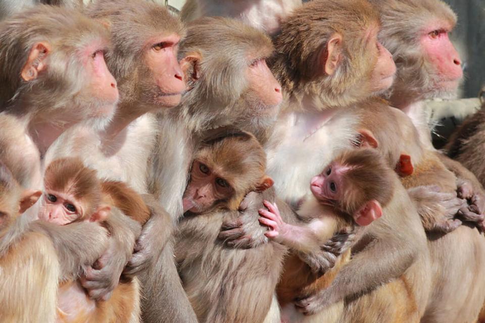 Rhesus macaque monkeys