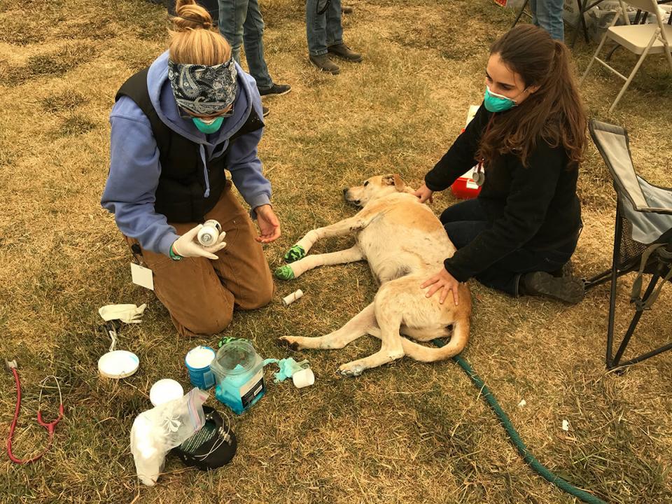 A dog being treated for fire burns to its paws.