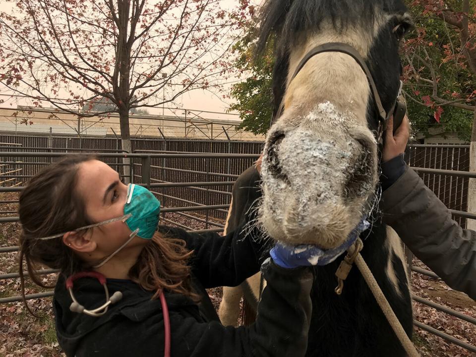 A vet addresses a horse after a wildfire.