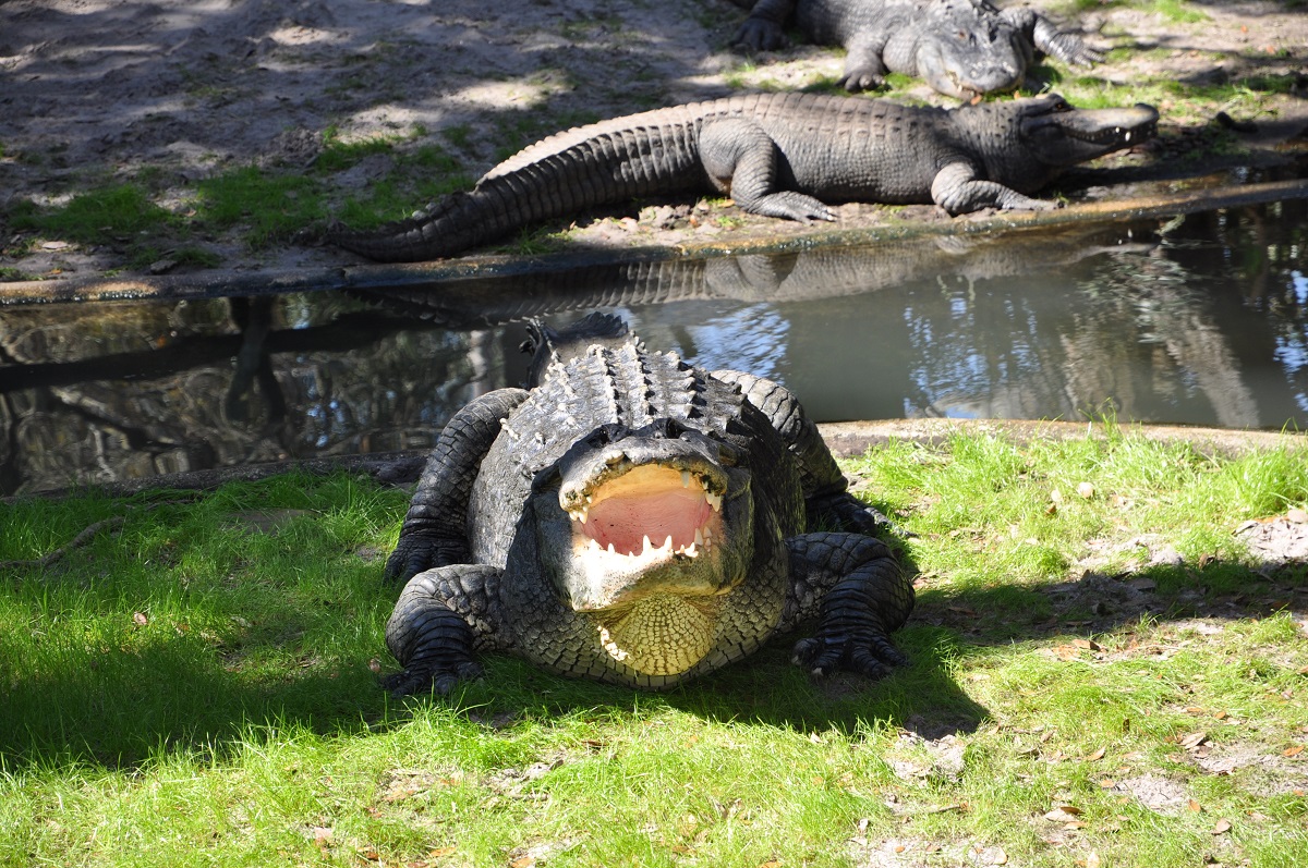 um-dino2.jpg