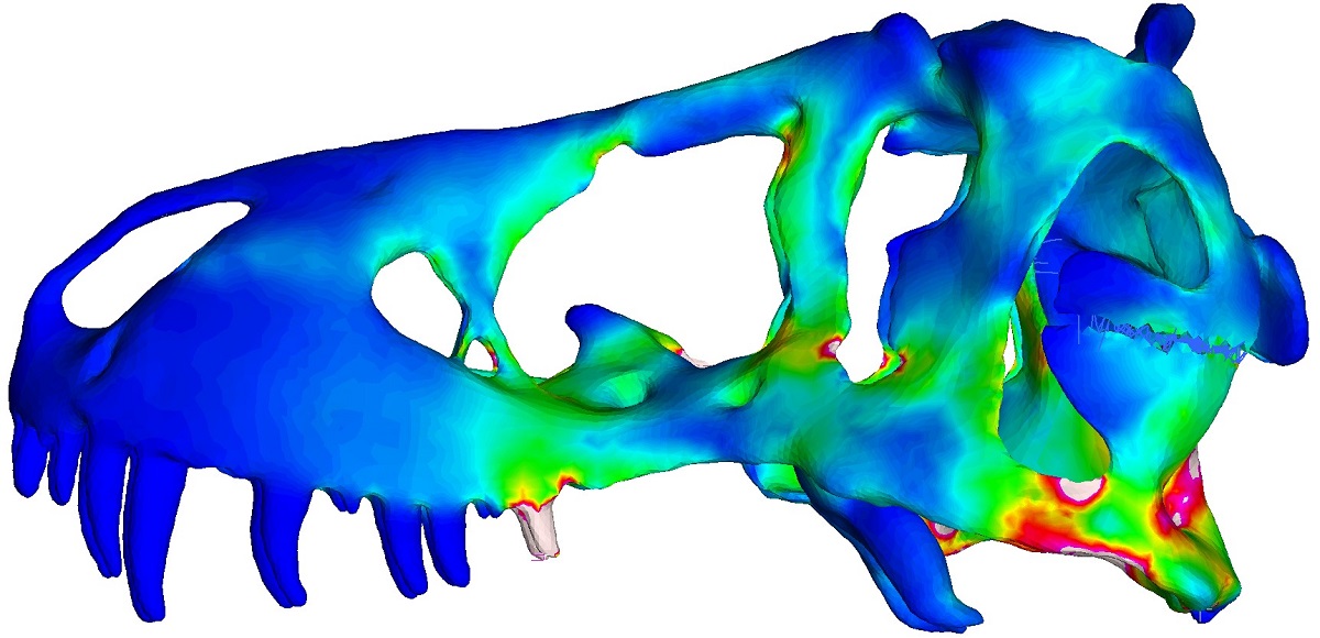 Scan of T.rex skull.