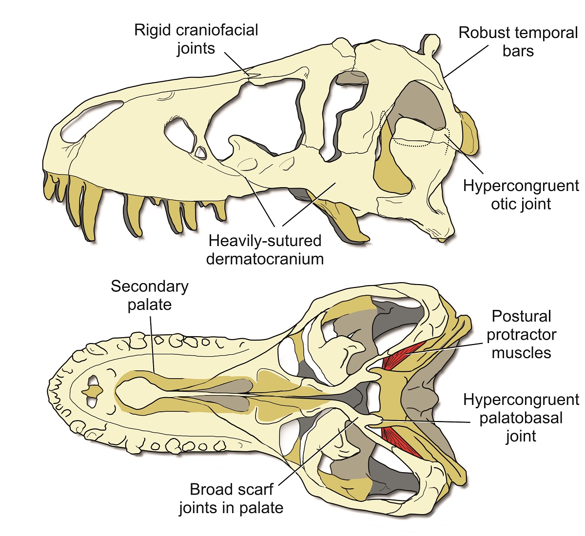 Illustration of a T.rex skull.